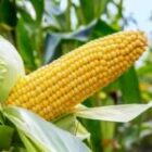 Important Things You need to know about maize