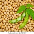 All You Need To Know About Soya Beans